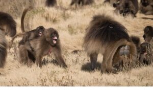 ‘Maymun Savaşları’, 28 Eylül Pazar 20.00’de National Geographic WILD Ekranlarında!