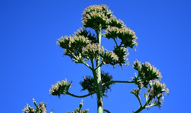 UNESCO Listesindeki Agave Bitkisi Beylikdüzü’nde Çiçek Açtı