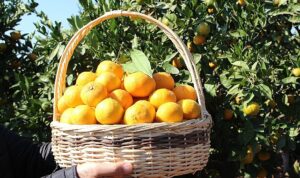 Satsuma mandalinanın ihracat yolculuğu 17 Ekim’de başlıyor