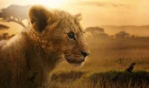 4 Bölümlük Belgesel Seri “Aslan Kralın Doğuşu” 19 ve 26 Ağustos Çarşamba Günleri 20.00’de İki Bölüm Art Arda National Geographic Ekranlarına Geliyor