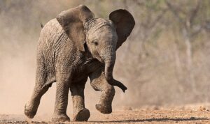 ‘Küçük Devler’,   23 Ağustos Pazar Saat 20.00’de  National Geographic WILD Ekranlarında!