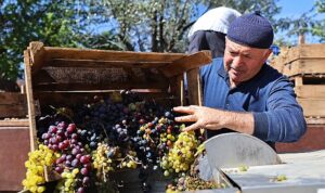 Büyükşehir’den üzüm üreticilerine makine desteği