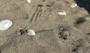Kemer’de son caretta caretta yuvası açıldı
