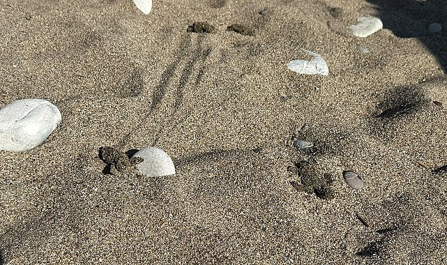Kemer’de son caretta caretta yuvası açıldı