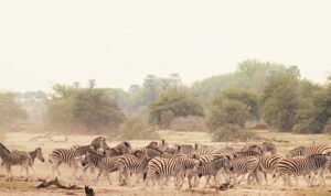 Sinematik Görselliğiyle Büyüleyecek Olan   ‘Vahşi Doğanın Tozu’, 27 Eylül Pazar Saat 20.00’de   National Geographic WILD Ekranlarında İzleyicilerle Buluşuyor!