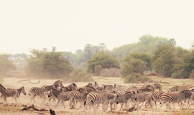 Sinematik Görselliğiyle Büyüleyecek Olan   ‘Vahşi Doğanın Tozu’, 27 Eylül Pazar Saat 20.00’de   National Geographic WILD Ekranlarında İzleyicilerle Buluşuyor!