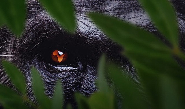 7 Bölümden Oluşan ‘Afrika: Vahşi Yuvamız’,   3 ve 4 Ekim Cumartesi/Pazar Günleri 15.15’te Art Arda Bölümlerle National Geographic’te İzleyicilerle Buluşuyor