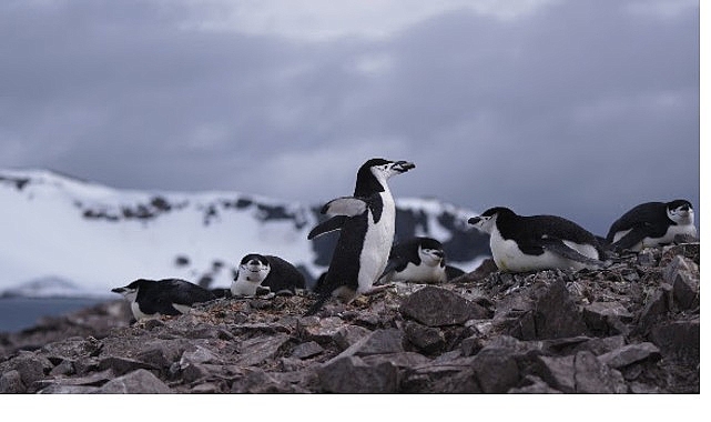 ‘Penguen Dünyası’,   7 Ekim Çarşamba Saat 20.00’de National Geographic WILD Ekranlarında!